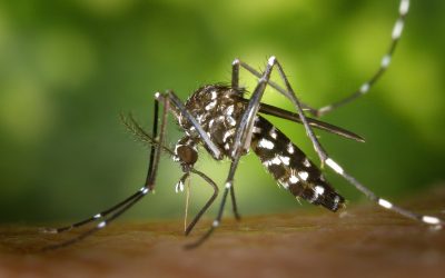 Zikavirus (ZIKV)